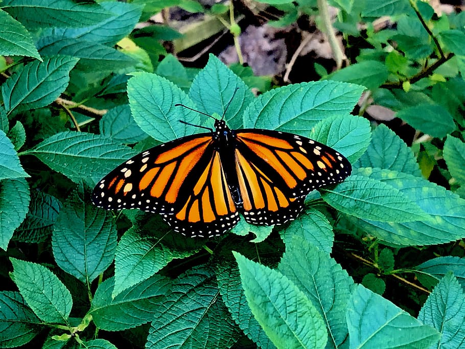 Monarch, Insect, Butterfly, Plant, Invertebrate, Animal, - Angangueo - HD Wallpaper 