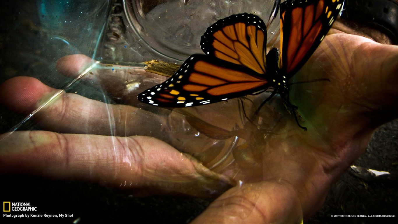 Monarch Butterfly-national Geographic Photography Wallpaper2013 - Butterfly  On A Flower - 1366x768 Wallpaper 