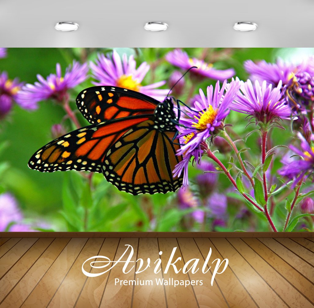 Monarch Butterfly - HD Wallpaper 