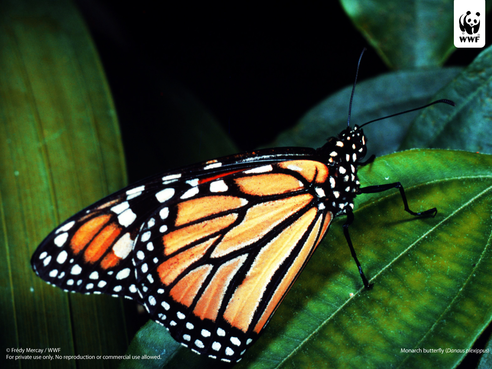 Monarch Butterfly In The Tropical Rainforest - HD Wallpaper 