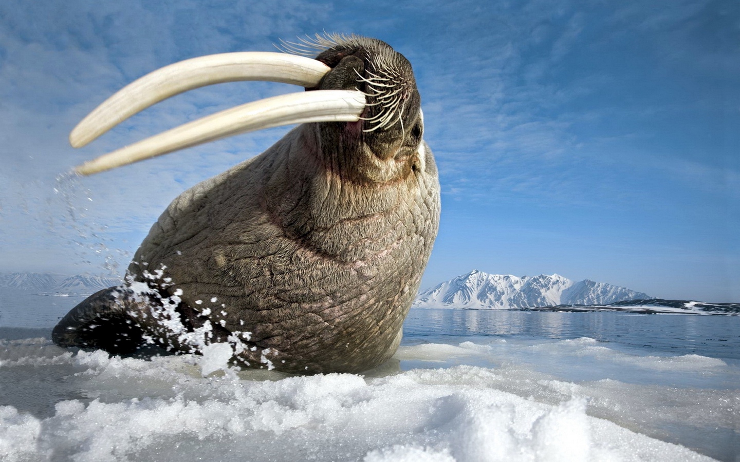 Wallpaper Walrus, Tusks, Teeth, Sea, Gesture, Jump, - Do Walruses Have