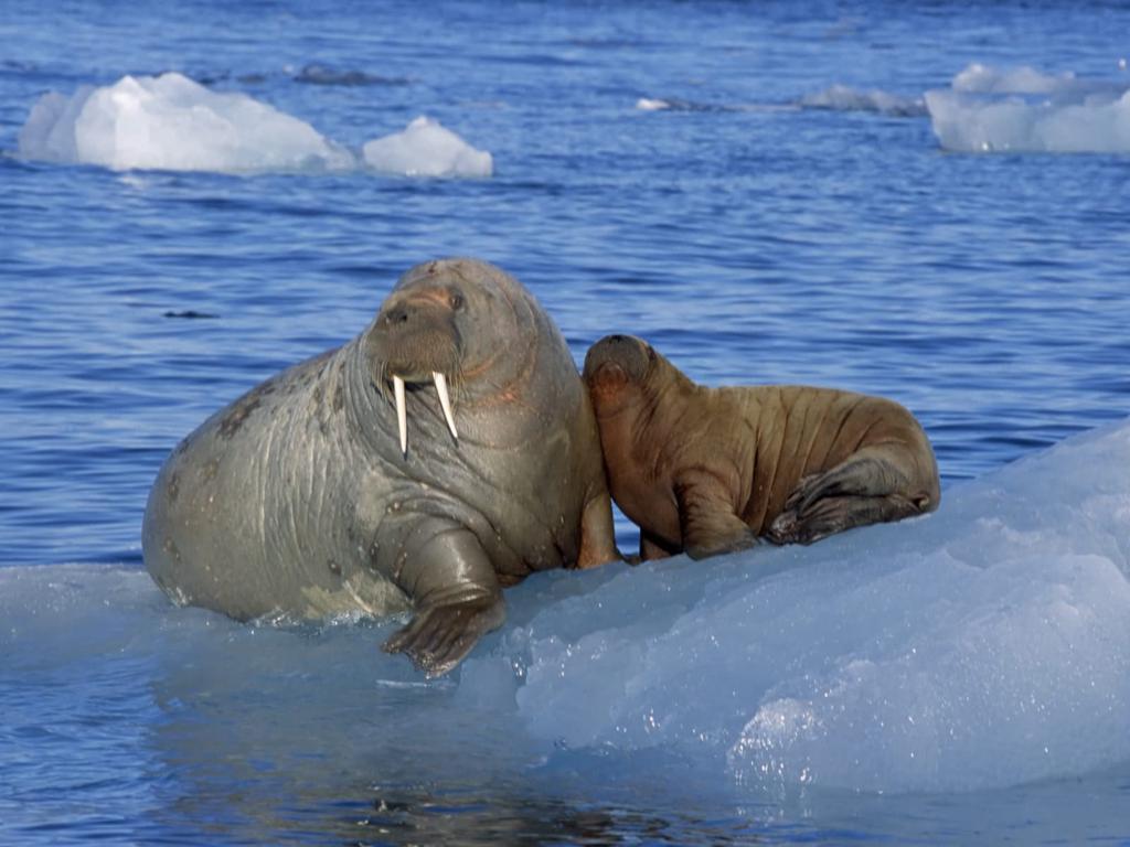Baby Walrus Wallpaper 235679 - Baby Walrus In Arctic - HD Wallpaper 