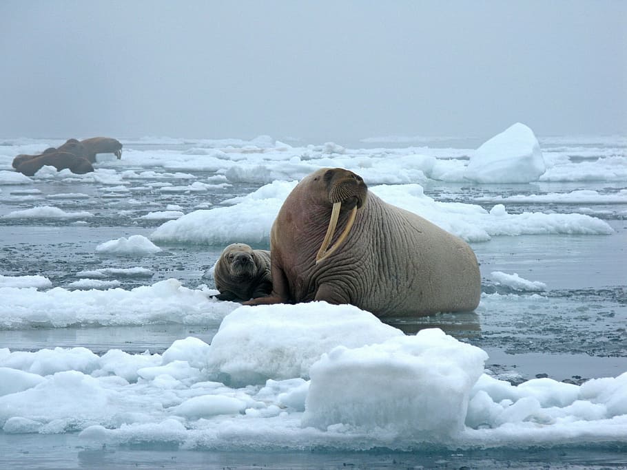 Sea Lion Photography, Bull Walrus, Cow, Ice, Snow, - Walruses On Sea Ice - HD Wallpaper 