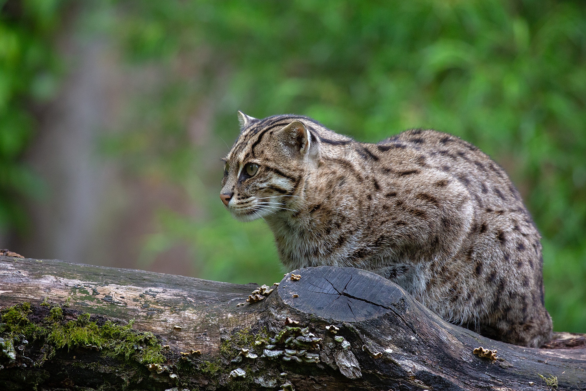 Fishing Cat - HD Wallpaper 