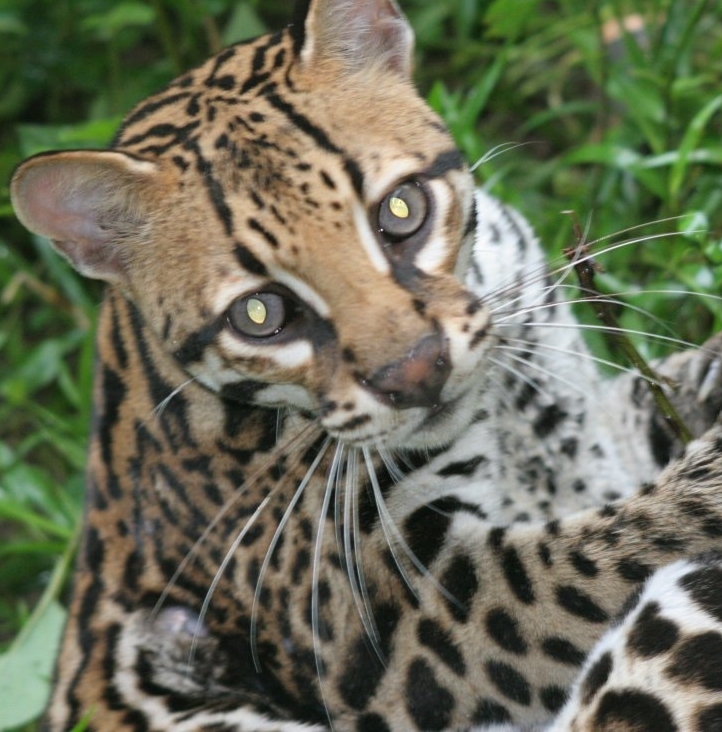 Ocelot - HD Wallpaper 