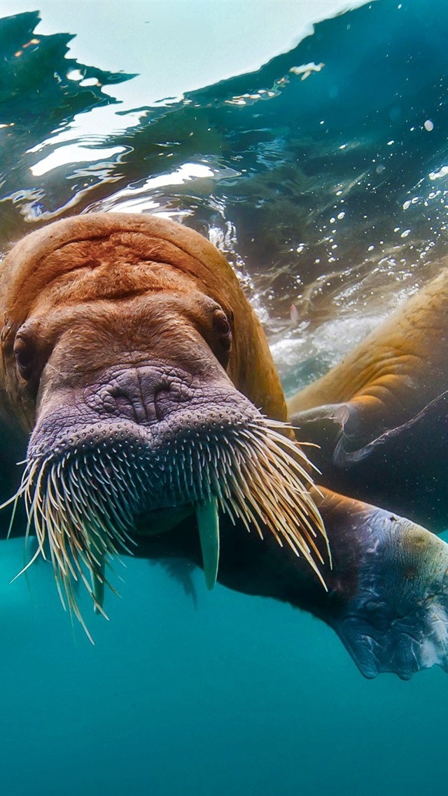 Walrus Wallpaper Iphone - HD Wallpaper 