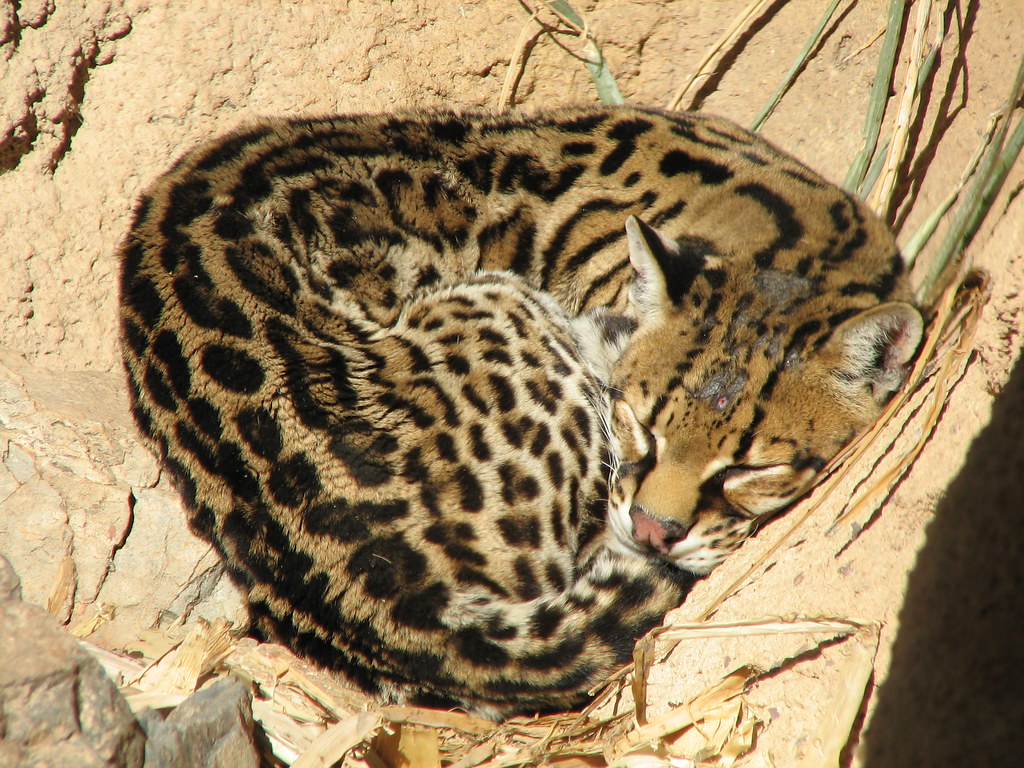 Ocelot Wallpaper - HD Wallpaper 