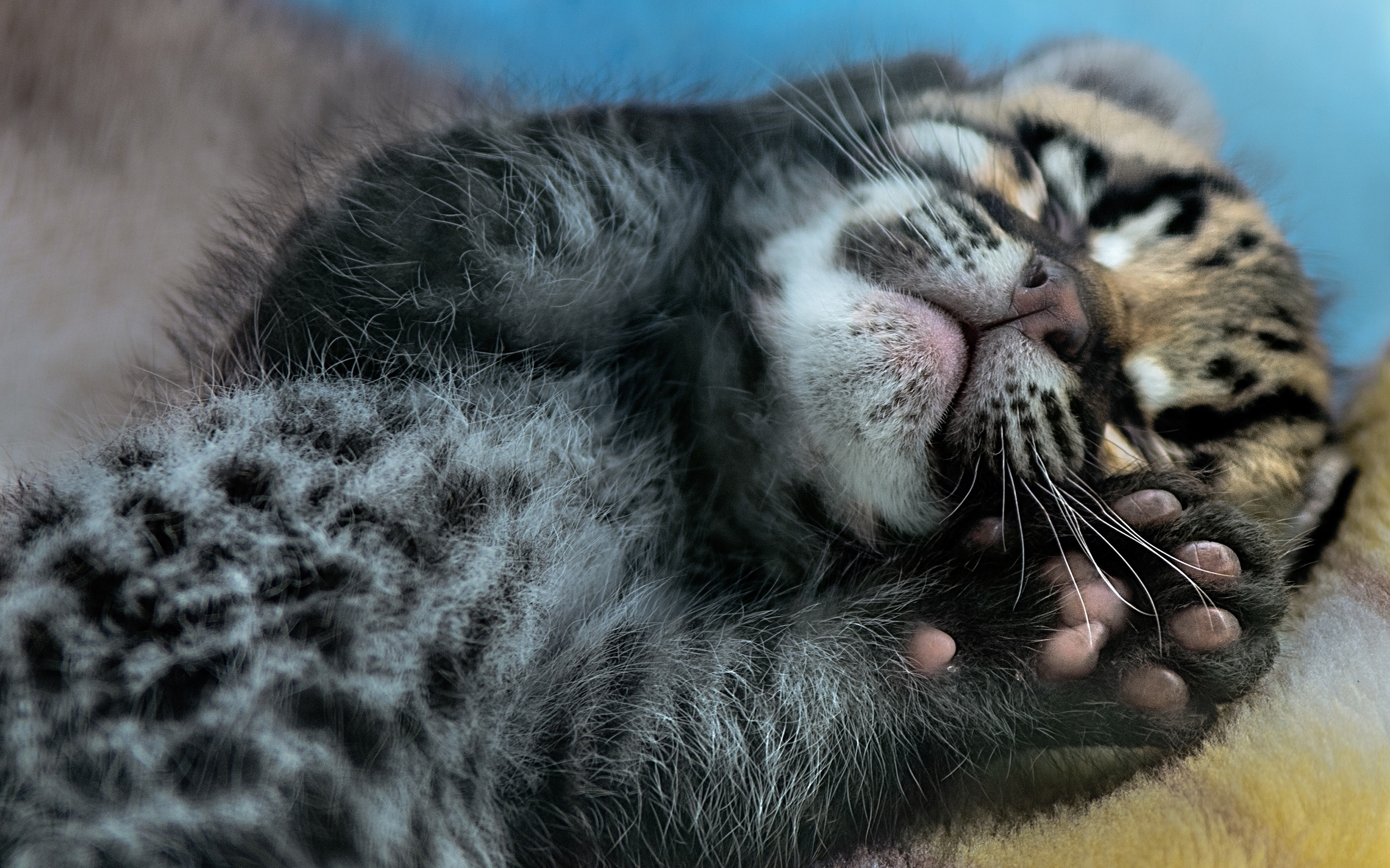 Cubs Ocelots - HD Wallpaper 