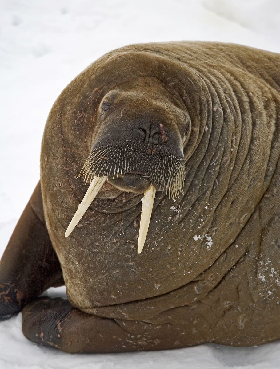 Walrus, Odobenidae, Odobenus, Tusks, Large, Blubber, - Colour Of Walrus - HD Wallpaper 