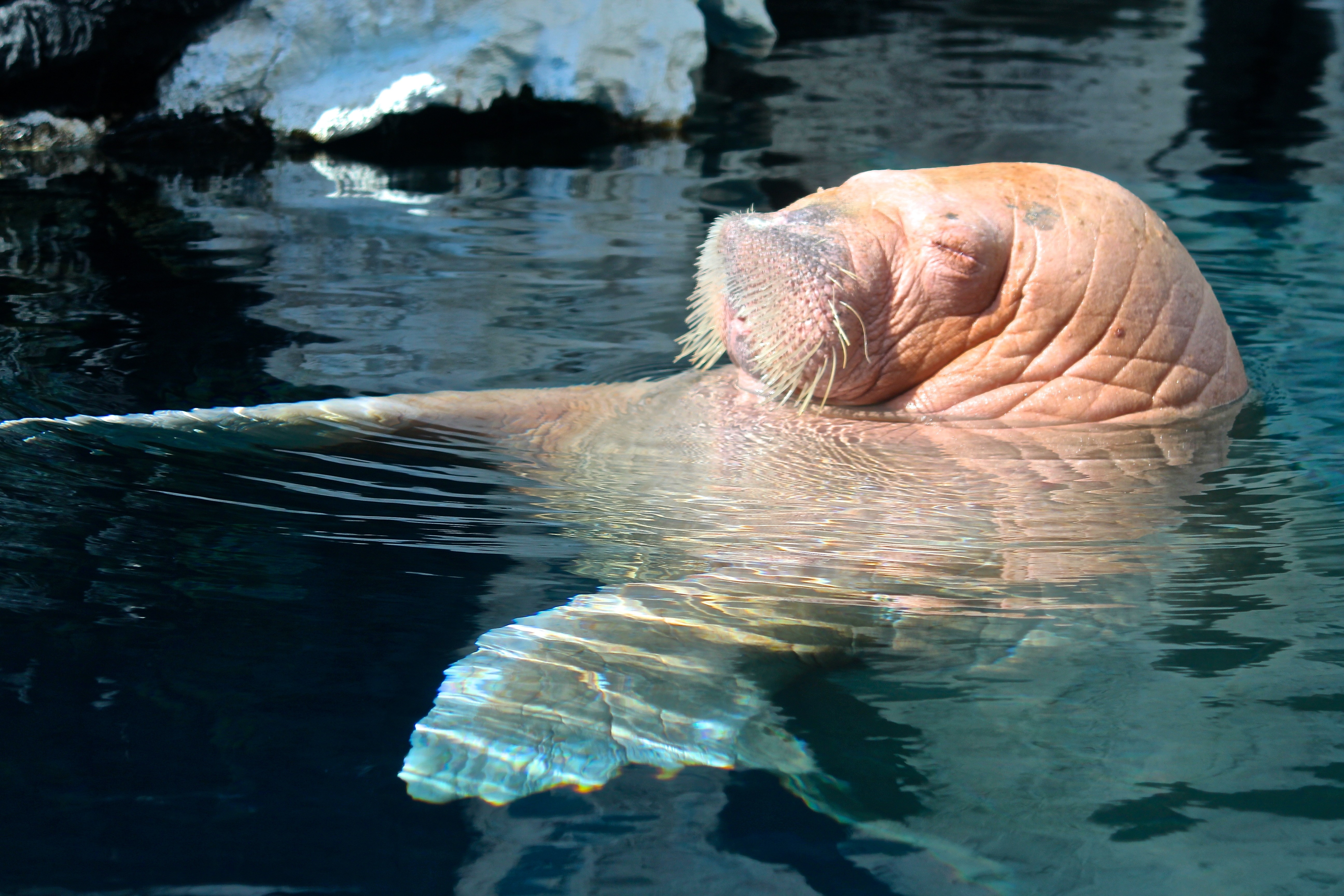 Walrus Sleeping In Water - HD Wallpaper 