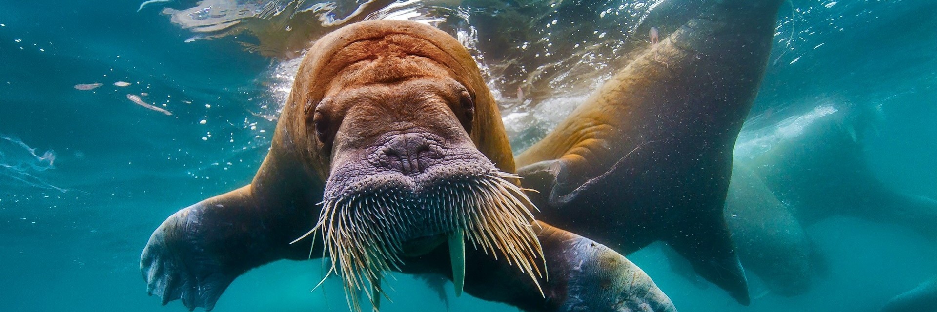 Walrus, Ocean - HD Wallpaper 