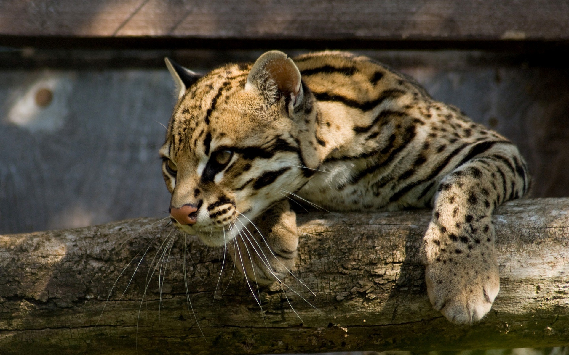 Ocelot Wallpaper - HD Wallpaper 