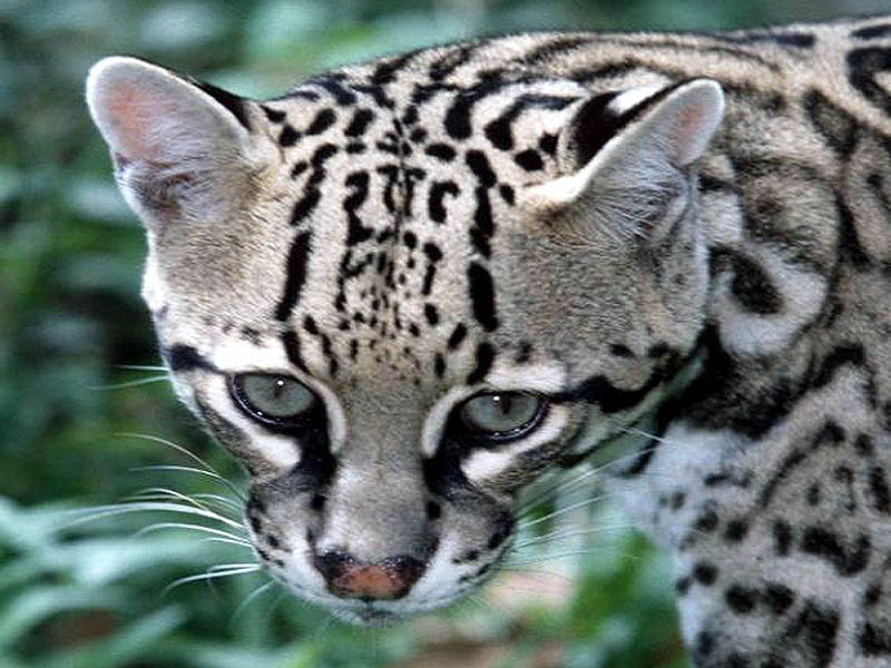 Animaux Belize - HD Wallpaper 