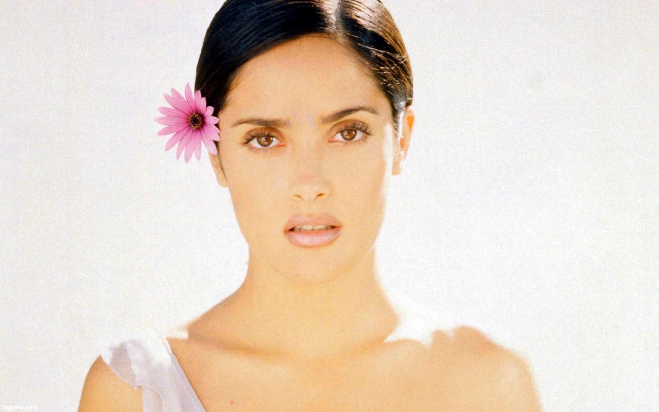 Gerbera - HD Wallpaper 