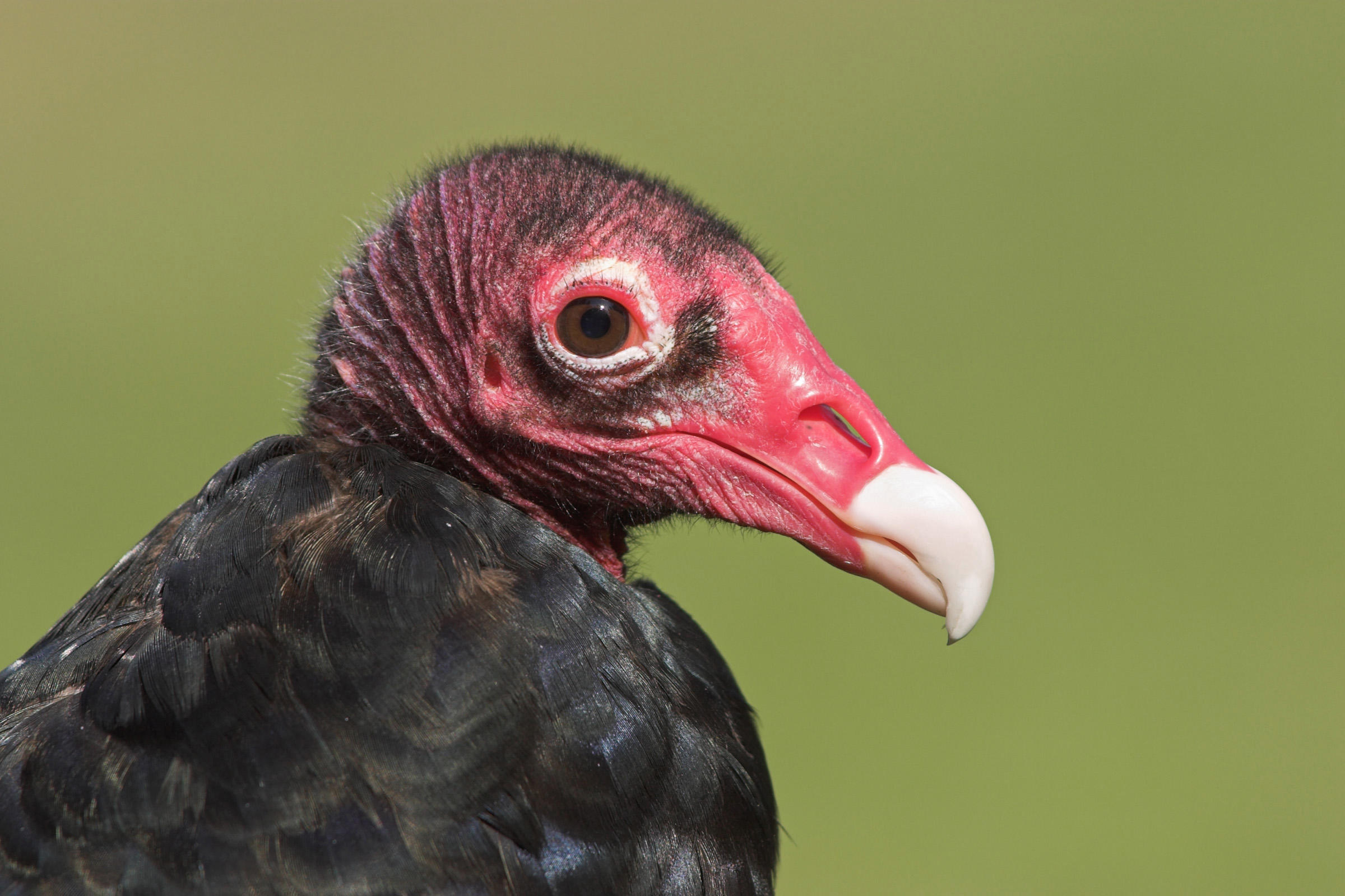 Nice Images Collection - Turkey Vulture - HD Wallpaper 