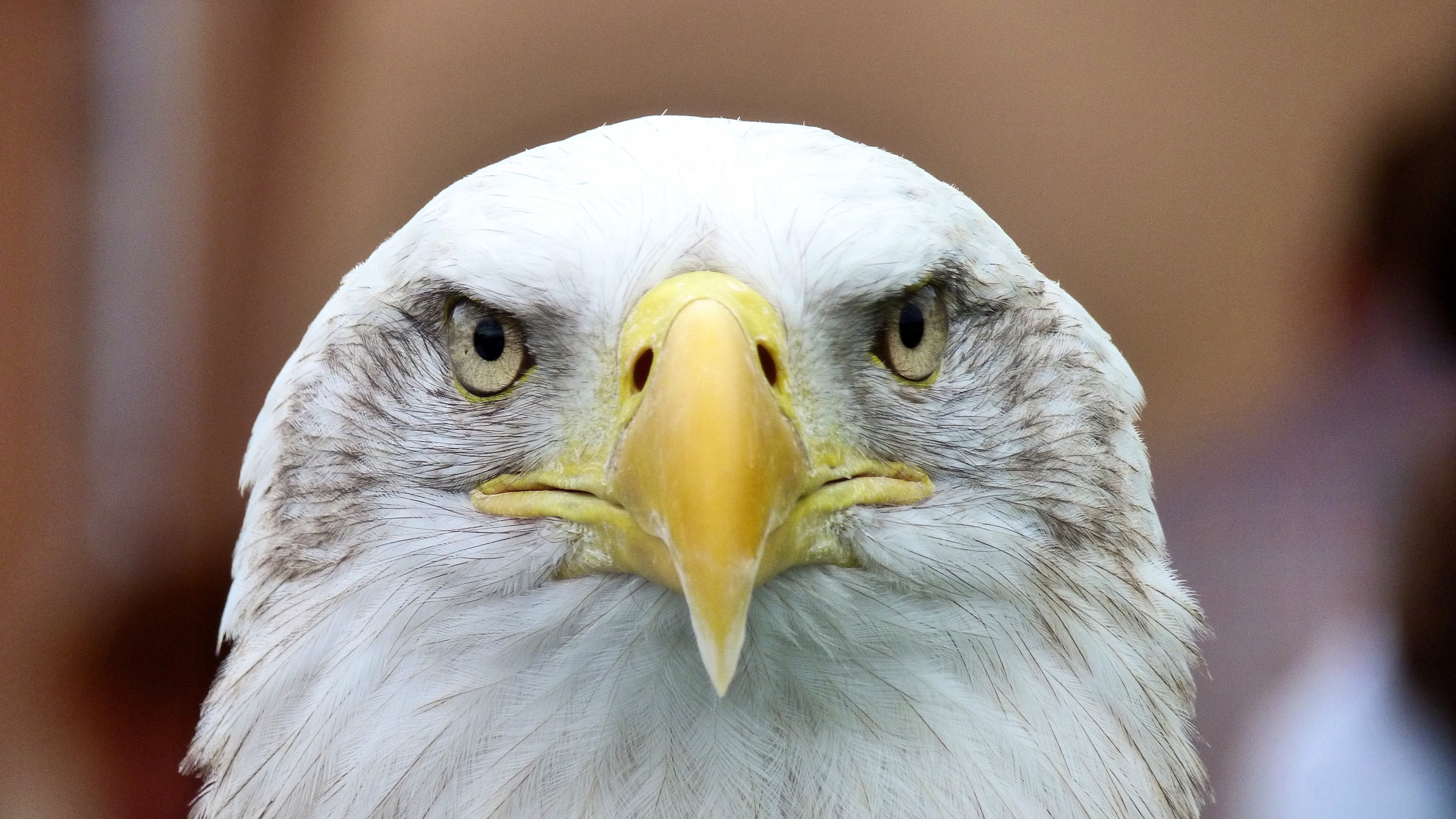 Wallpaper Bald Eagle, Eagle, Vulture, Bird - Eagle Apex Predator - HD Wallpaper 