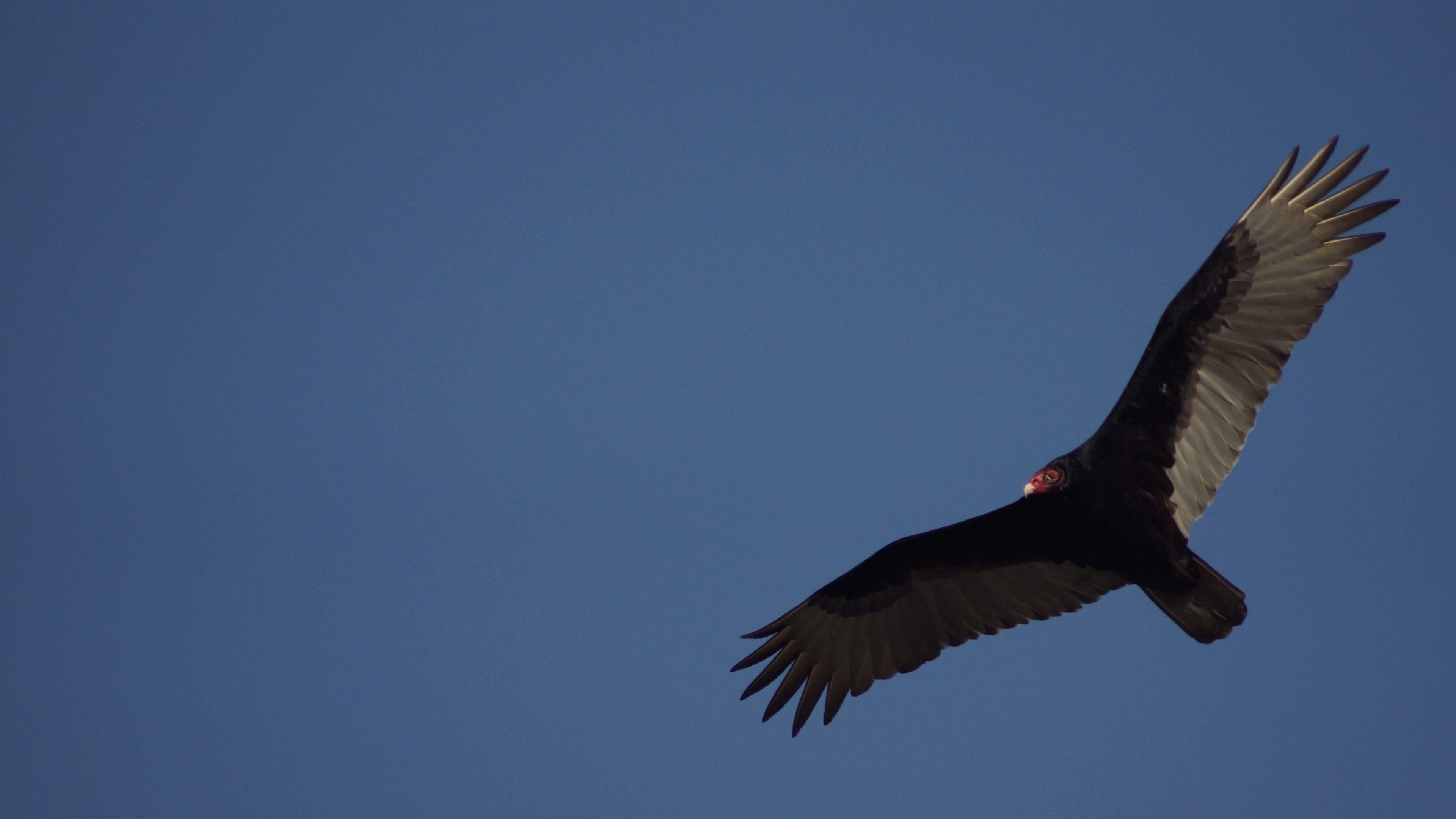 Turkey Vulture - HD Wallpaper 