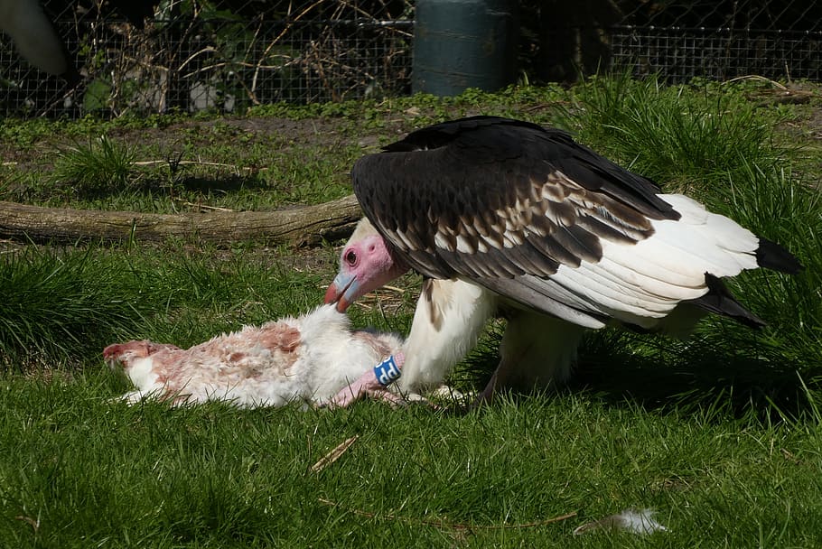 Vulture, Bird Of Prey, Zoo, Blijdorp, Rotterdam, Nature, - Andean Condor - HD Wallpaper 