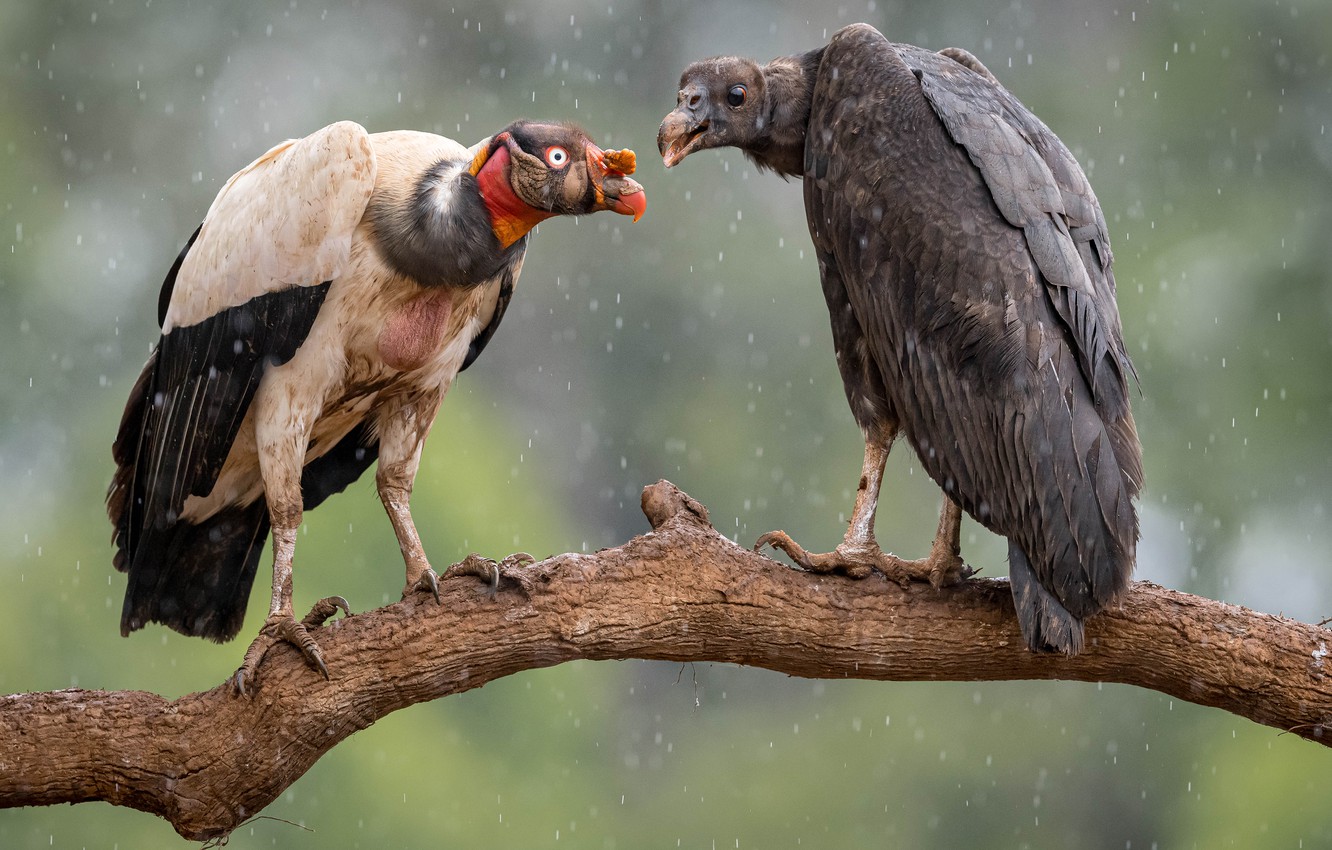 Photo Wallpaper Birds, Background, Rain, Two, Branch, - King Vulture - HD Wallpaper 