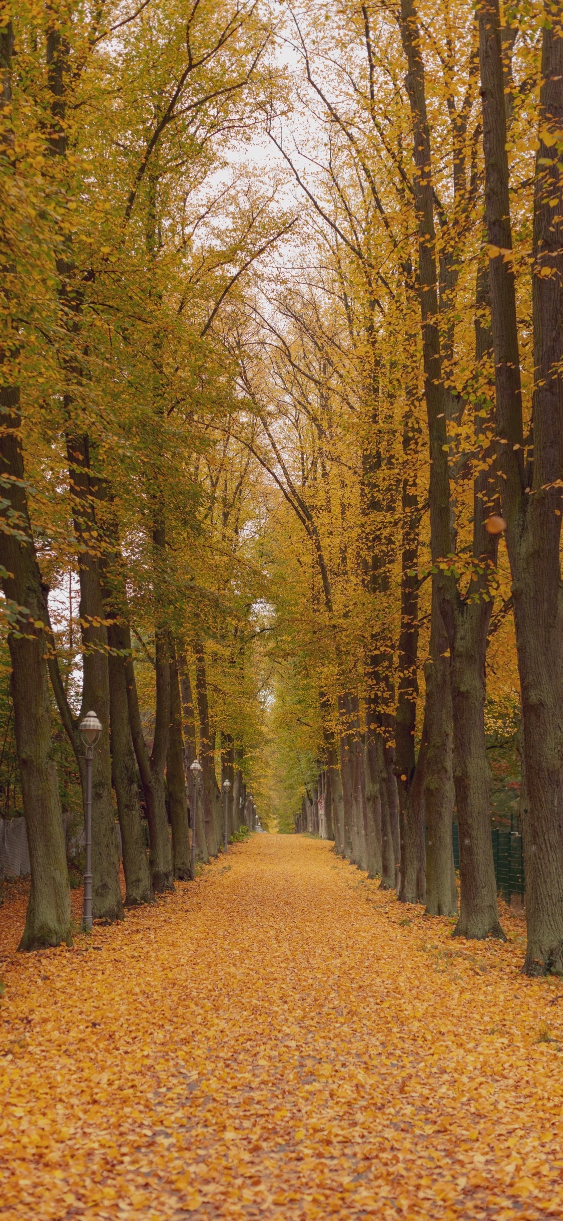 萬 博 紀念 公園 紅葉 - HD Wallpaper 