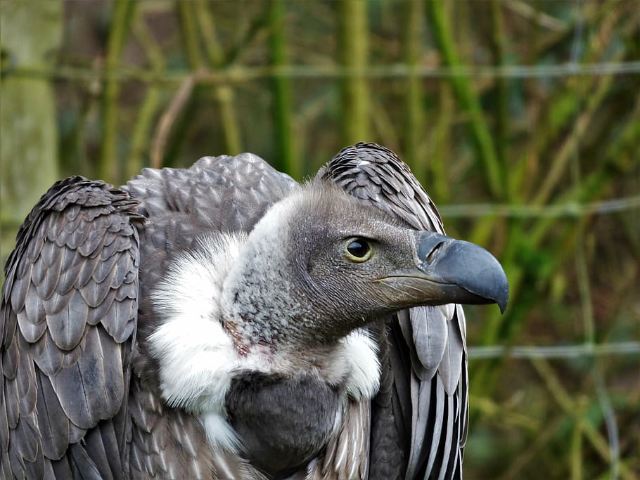Closeup Photography Of Gray Bird, White Back Vulture, - อี แร้ง สวย ๆ - HD Wallpaper 