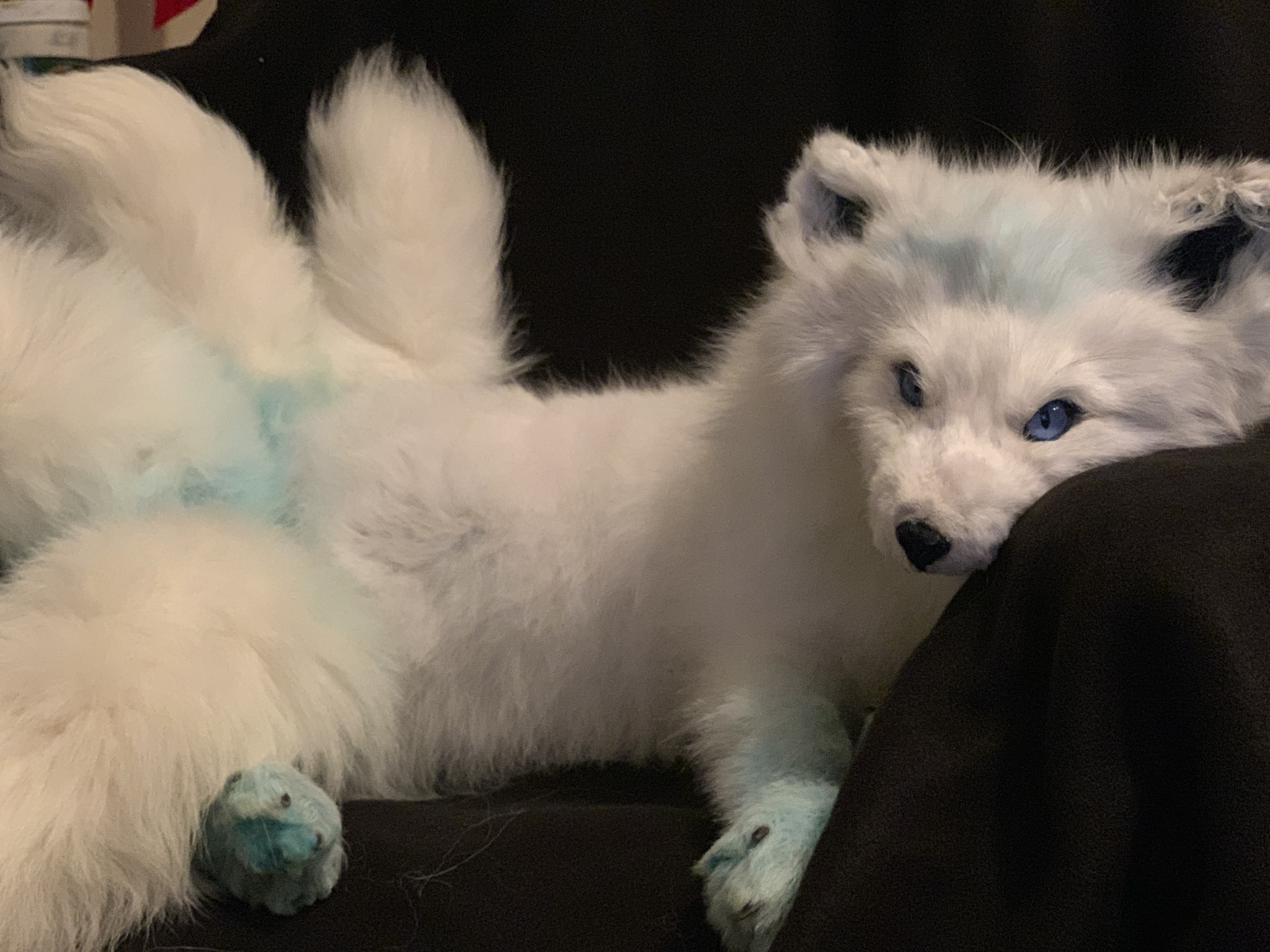 Japanese Spitz - HD Wallpaper 