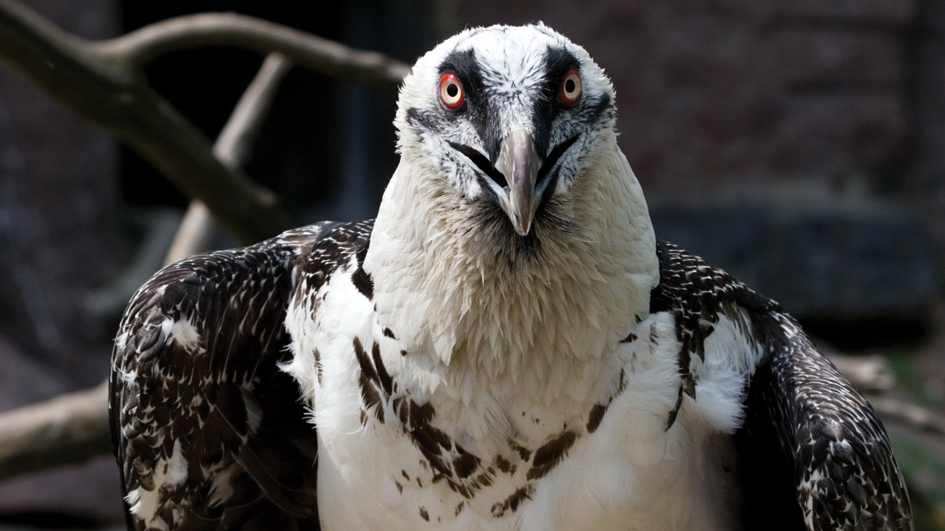 Best Vulture Wallpaper Id - Vultur - HD Wallpaper 