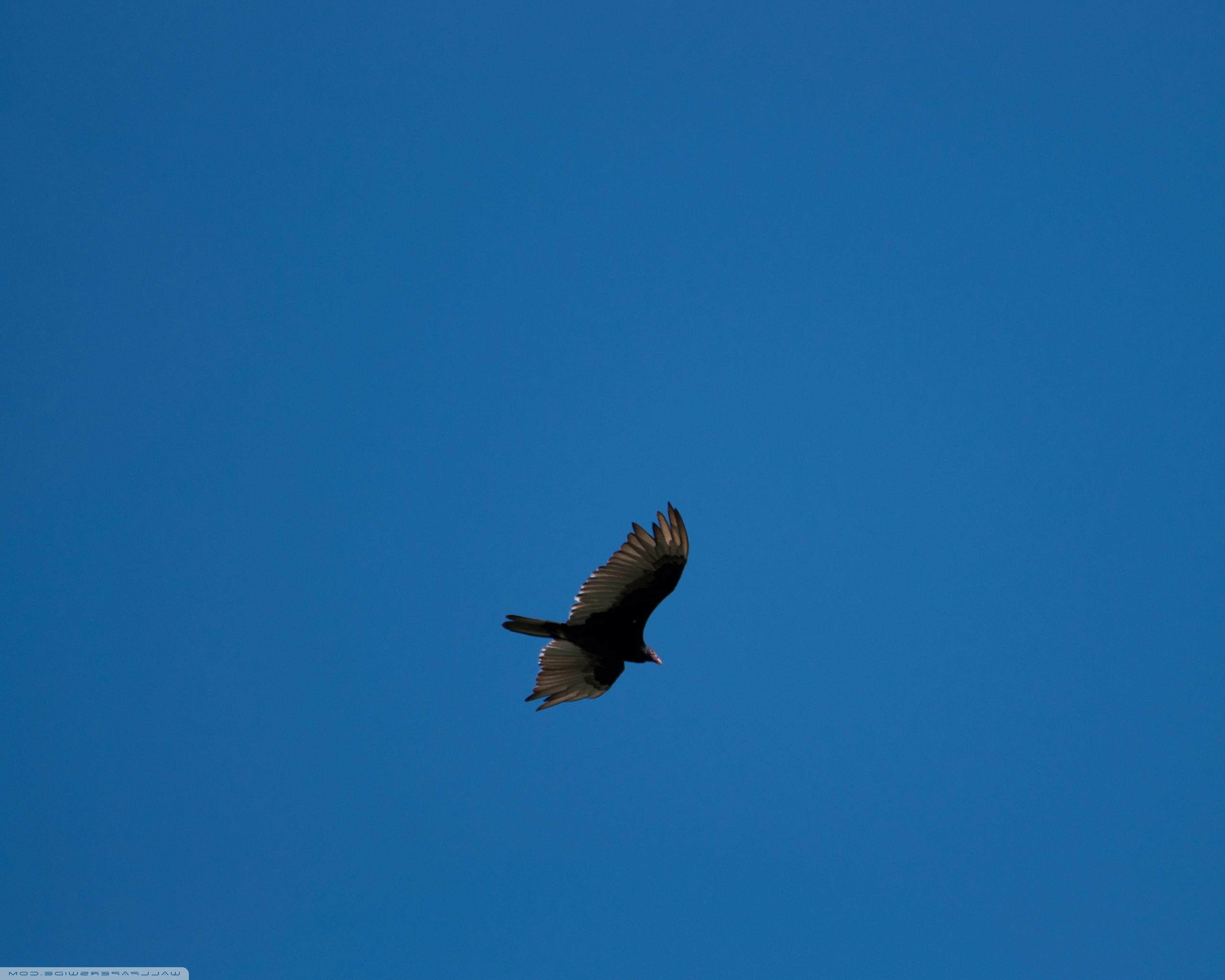 Buzzard - HD Wallpaper 