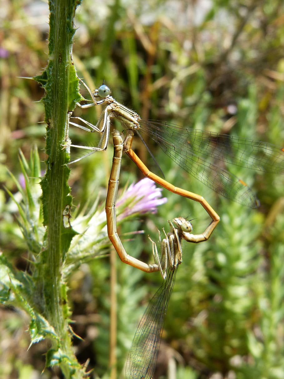 Dragonfly, Damselfly, Insects Mating, Copulation, Sympecma - Mantidae - HD Wallpaper 