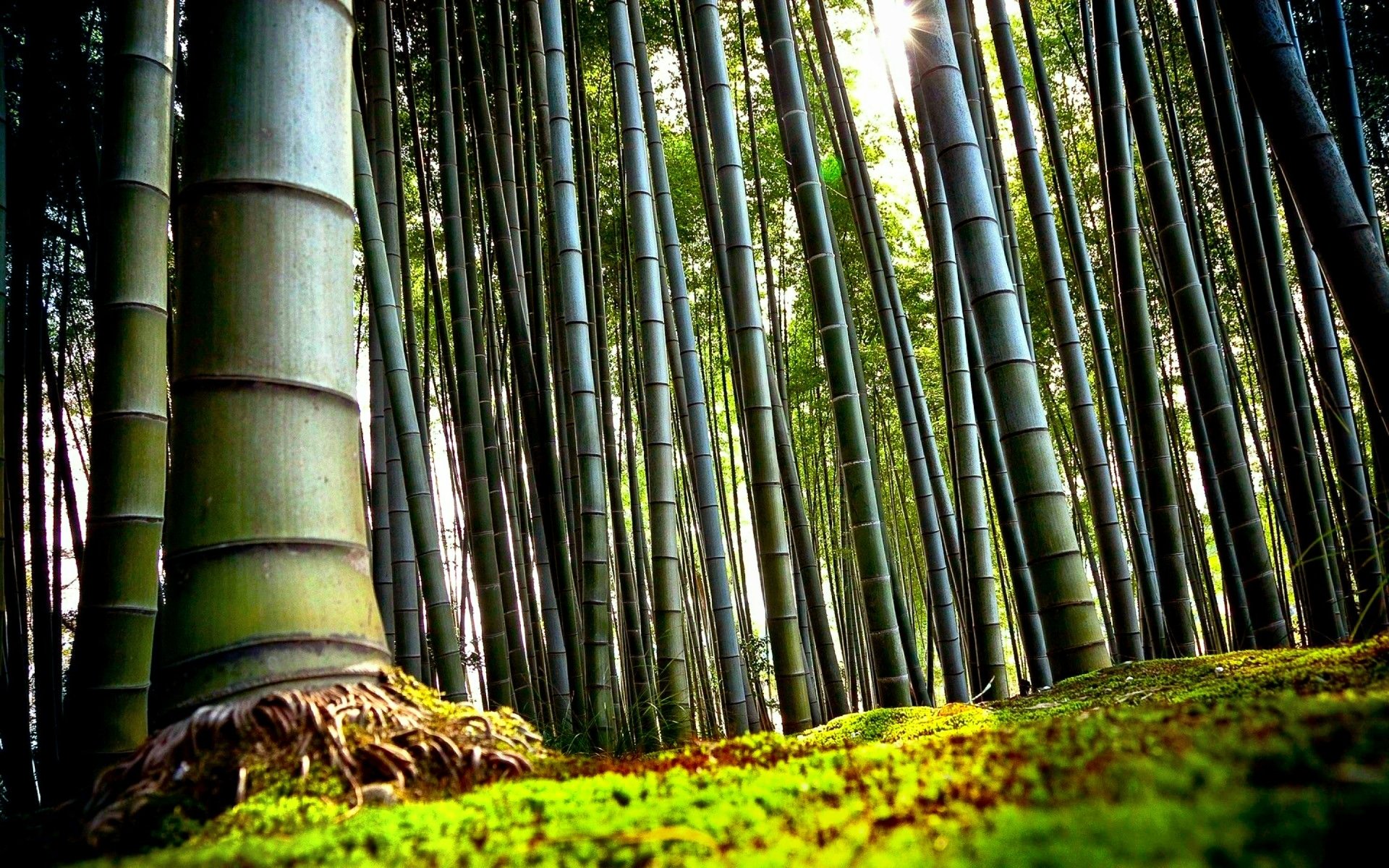 Bamboo Wallpaper Hd - HD Wallpaper 
