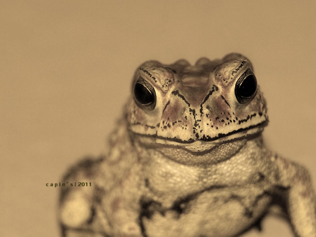 Eastern Spadefoot - HD Wallpaper 