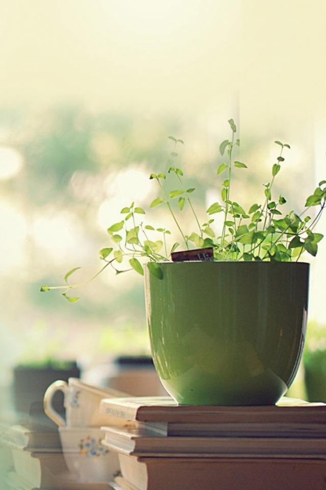 Plant Wallpaper Hd For Mobile - HD Wallpaper 