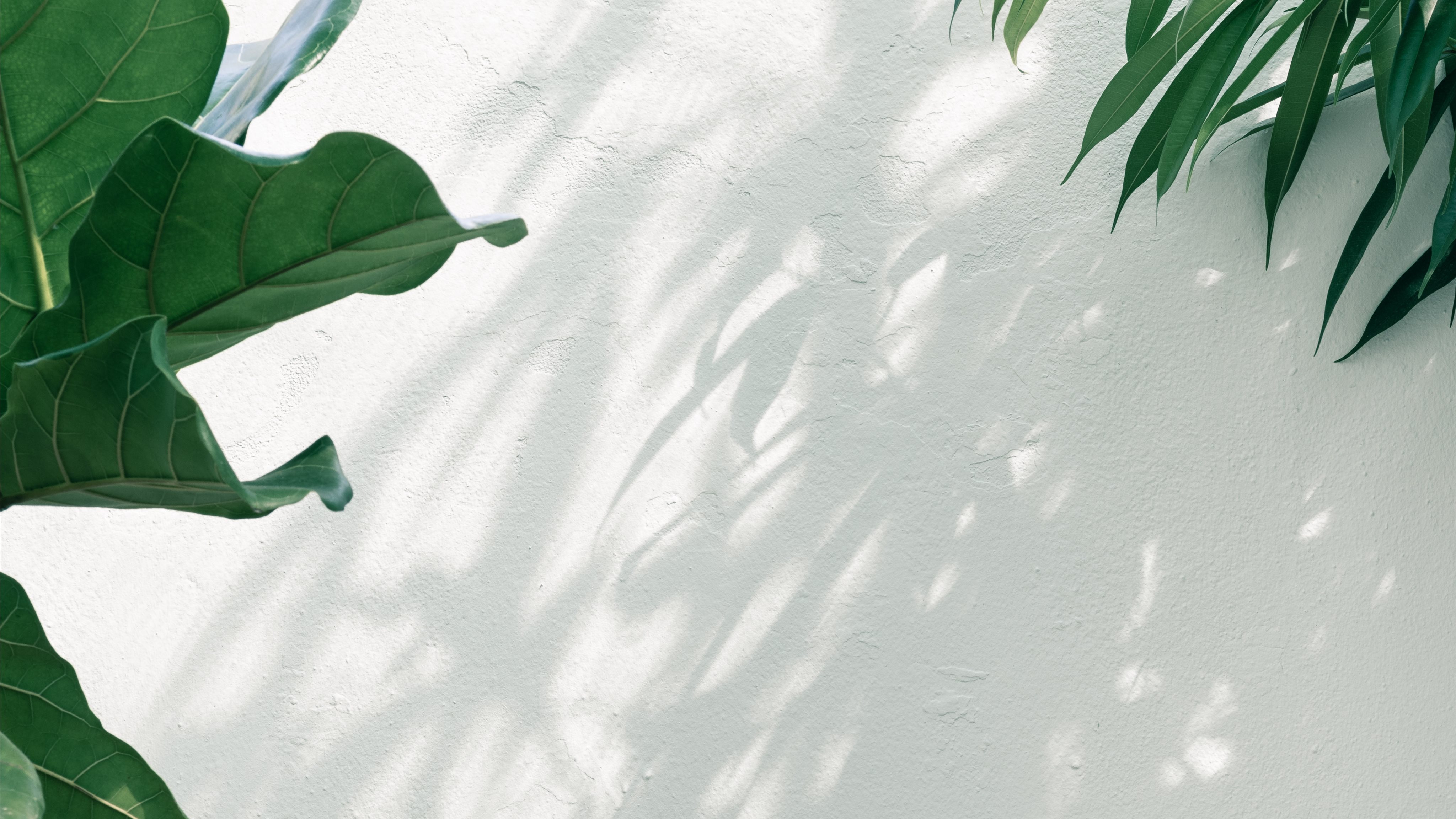 Mac Wallpaper Plants - HD Wallpaper 