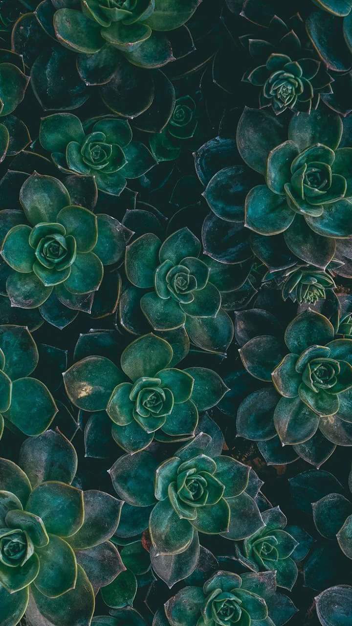 Wallpaper, Green, And Plants Image - Aesthetic Green Flower Background