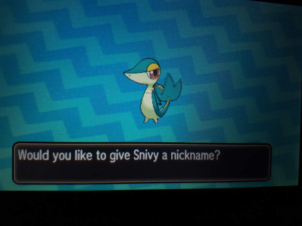 User Uploaded Image - Emperor Penguin - HD Wallpaper 