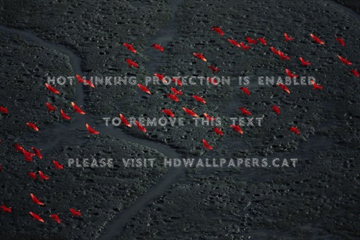 Dibis Red Birds Venezuela Flight Abstract - Yann Arthus Bertrand - HD Wallpaper 