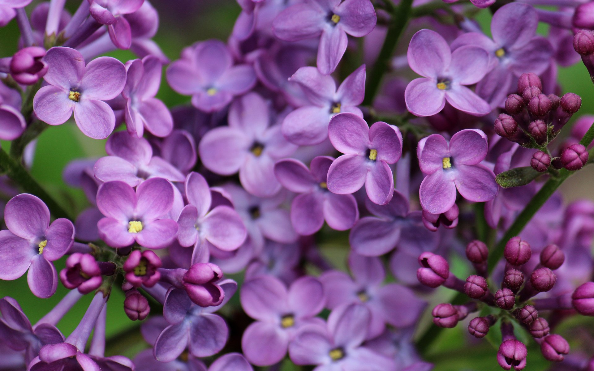 Hd Wallpaper Lilacs - HD Wallpaper 