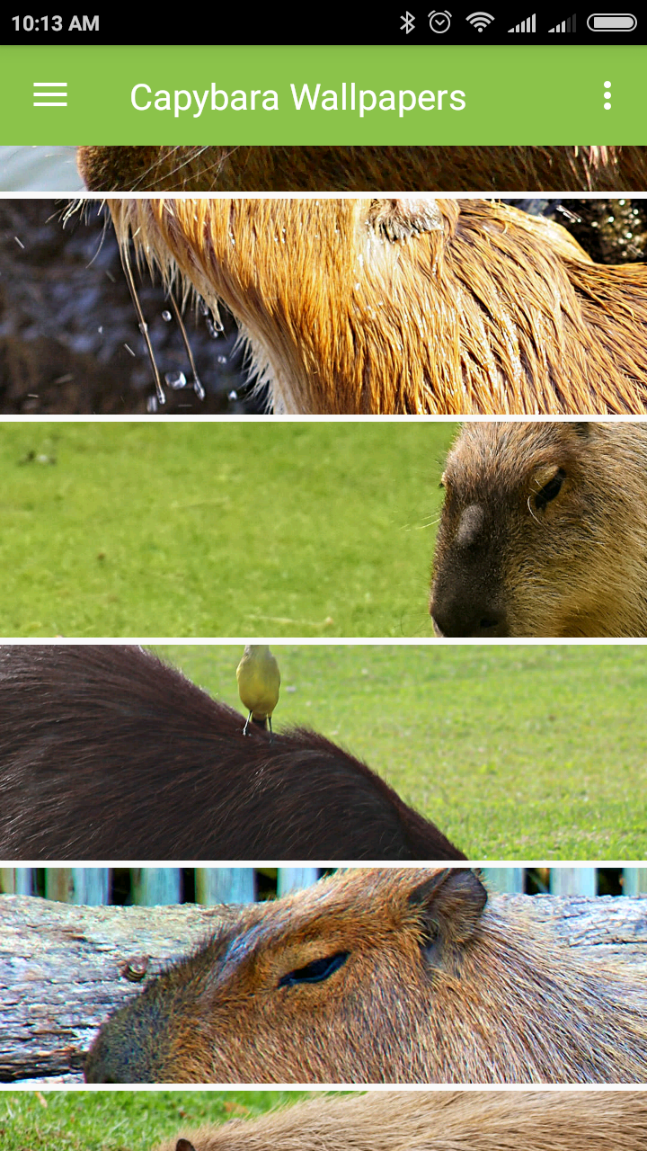 Capybara - HD Wallpaper 