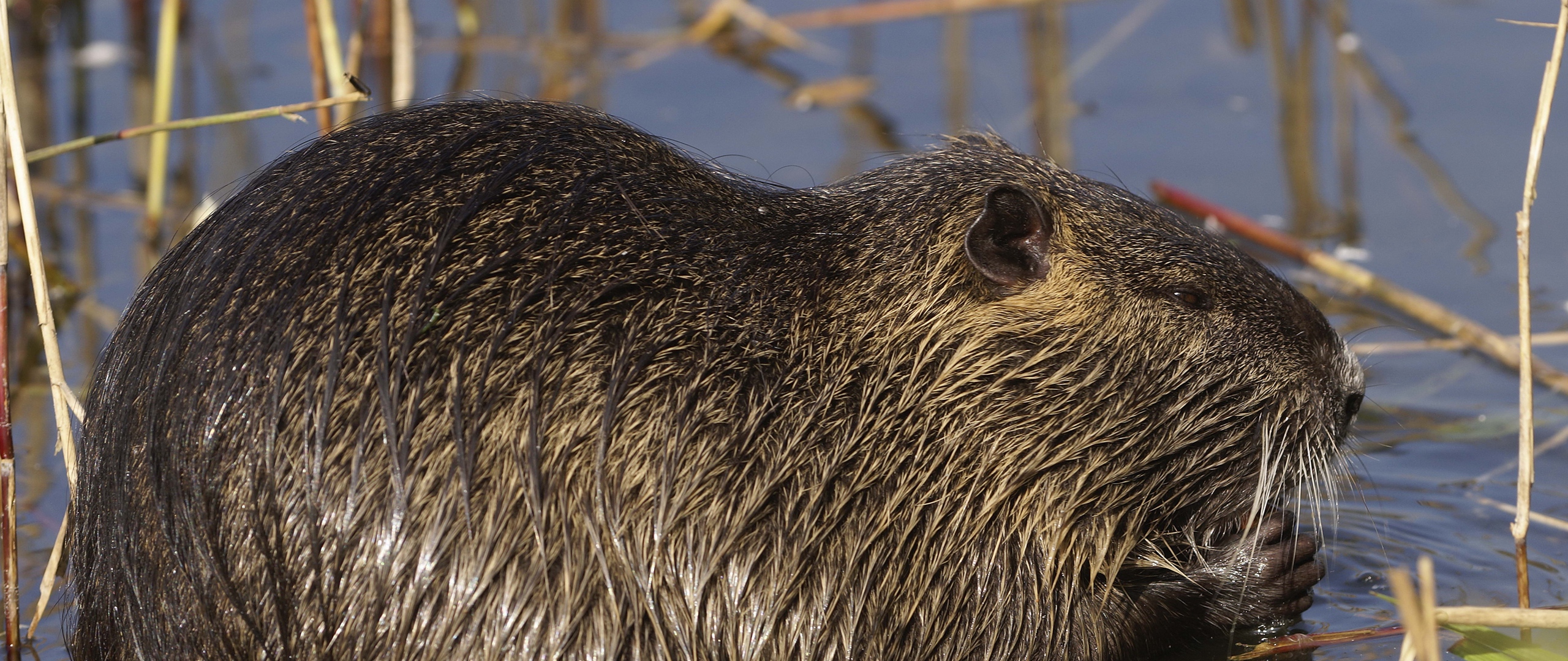 Wallpaper Nutria, Rodent, Water - Coypu - HD Wallpaper 