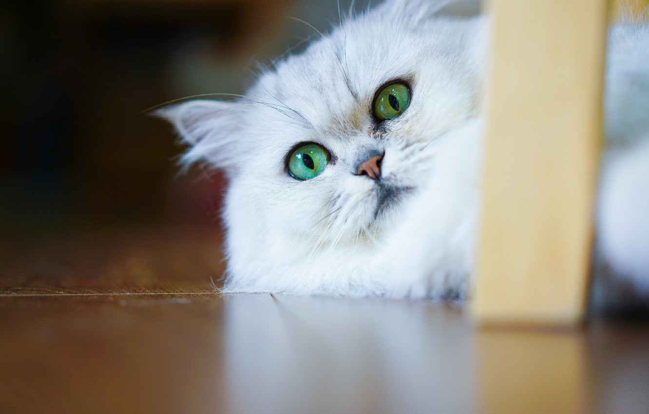 Photo Wallpaper Cat, Cat, Look, Face, Portrait, Floor, - British Longhair - HD Wallpaper 