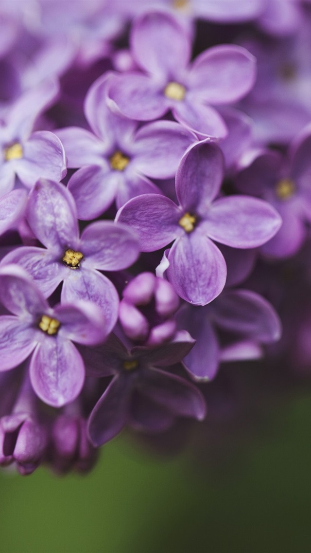 Iphone Wallpaper Lilac Purple Flowers, Petals Macro, - Fondos De Pantalla  Color Lila - 640x1136 Wallpaper - teahub.io