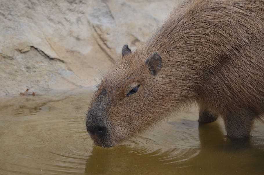 Capybara, Rodent, Animal, Mammal, Nature, Wild, Herbivores, - Capybara - HD Wallpaper 