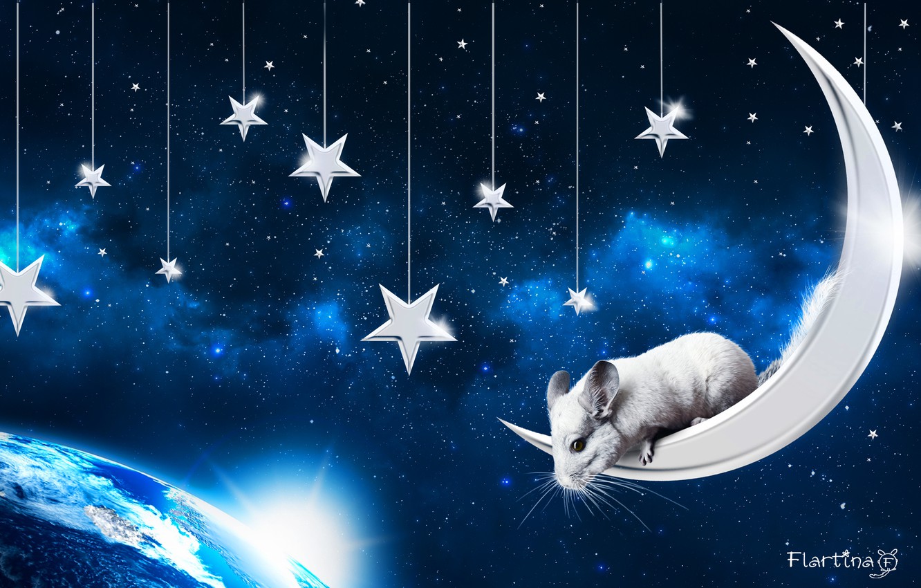 Photo Wallpaper Space, The Moon, Pet, The Sky - Chinchilla Moon - HD Wallpaper 