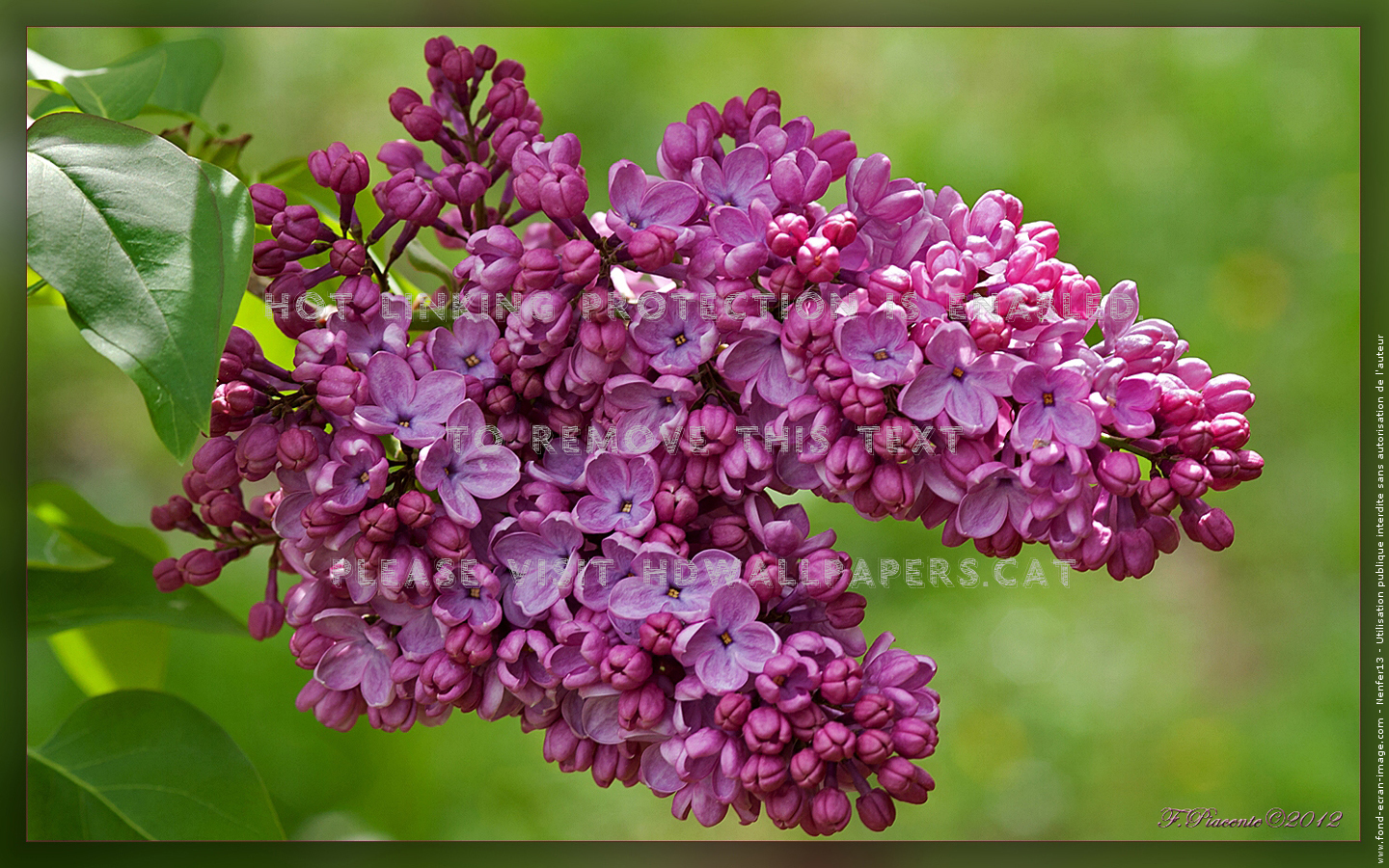 Lilas Beau Mauve Bien Nature Flowers - Fleur Lilas - HD Wallpaper 