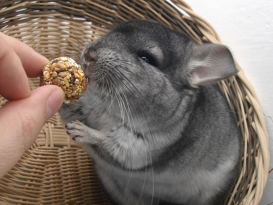 Gray Ruddent On Brown Basket, Chinchilla, Rodent, Pet, - Chinchilla Pet - HD Wallpaper 