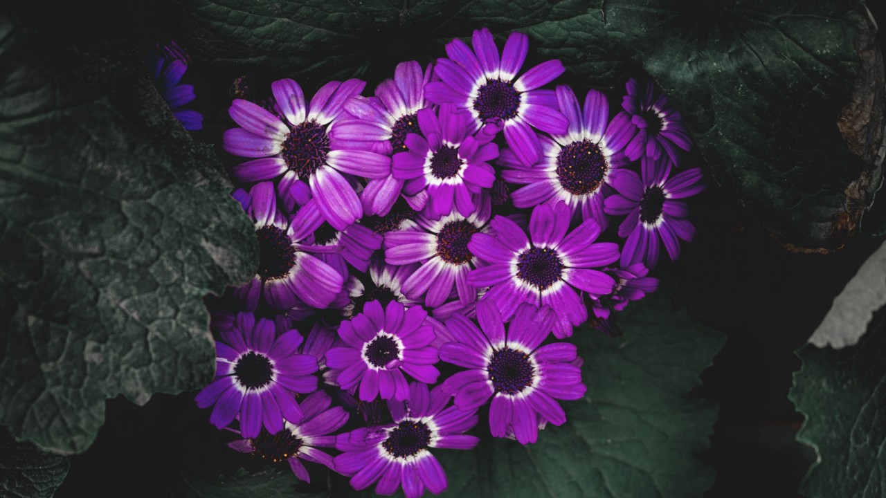 Flowers, Lilac, Flowering, Pet Wallpapers - Обои На Айфон 6 Сиреневые - HD Wallpaper 