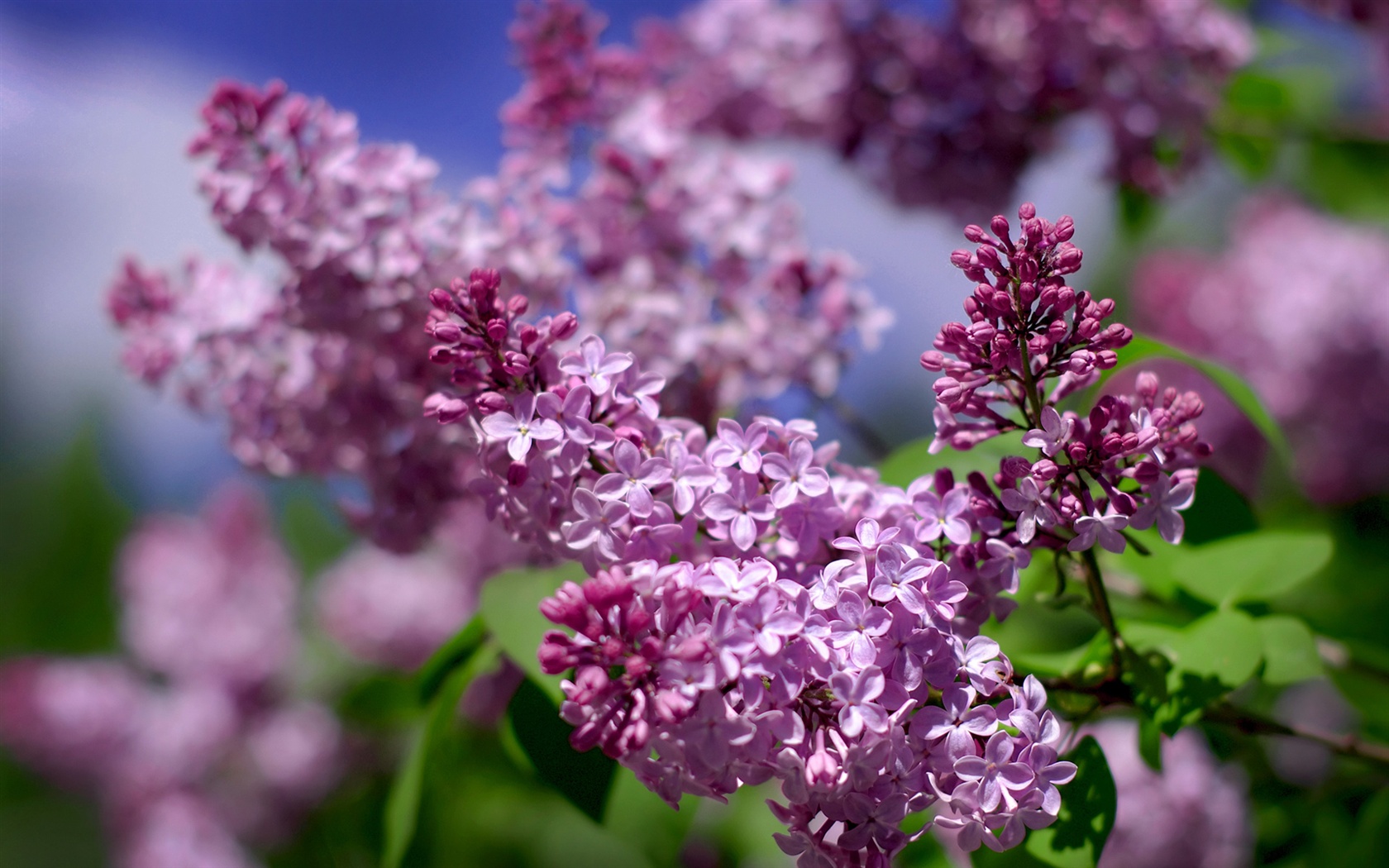 Desktop Backgrounds Lilacs - HD Wallpaper 