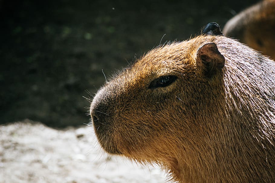 Selective Photo Of Brown Capybara, Animal, Animal Photography, - Capybara - HD Wallpaper 