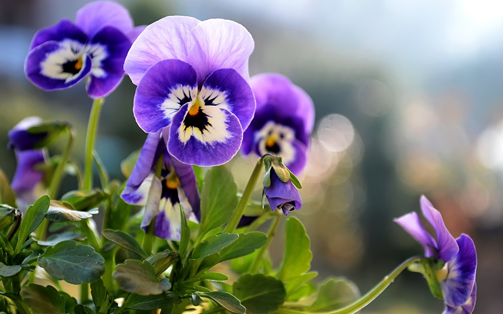Flowers Pansy - HD Wallpaper 