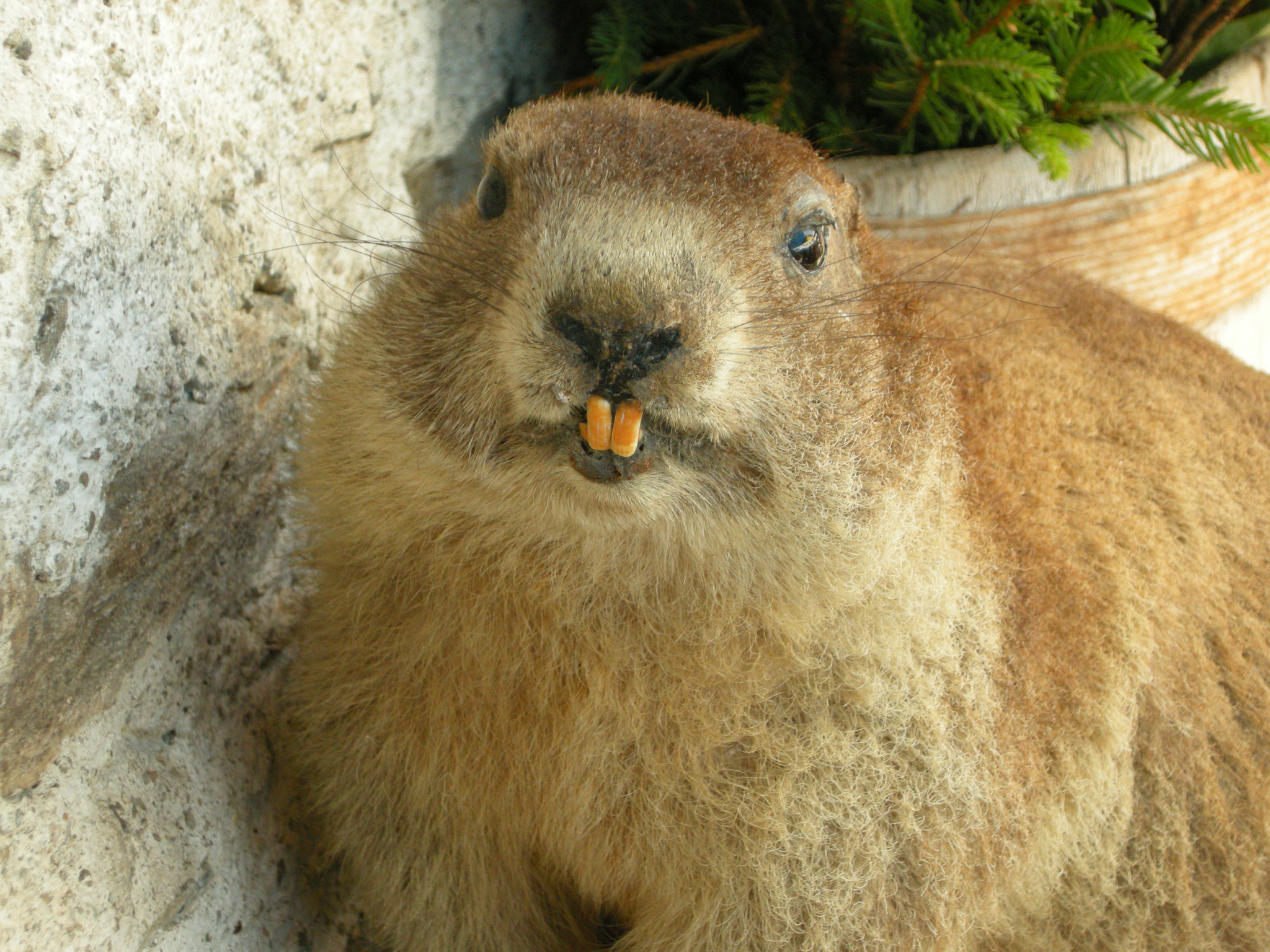 Ihre Ferien Im Sommer/herbst 
 Data Src Download Free - Punxsutawney Phil - HD Wallpaper 